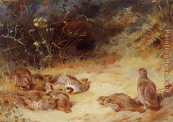 Archibald Thorburn Autumn Partridge Dusting